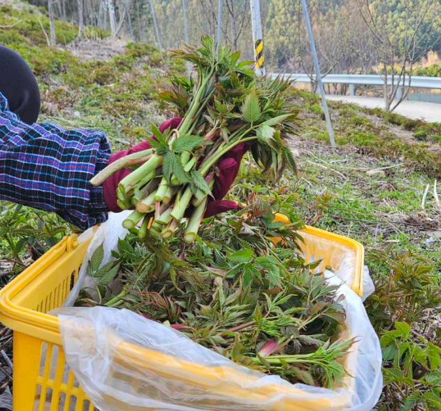 강원더몰,강원도 홍천 유기농 눈개승마 삼나물 나물 1kg