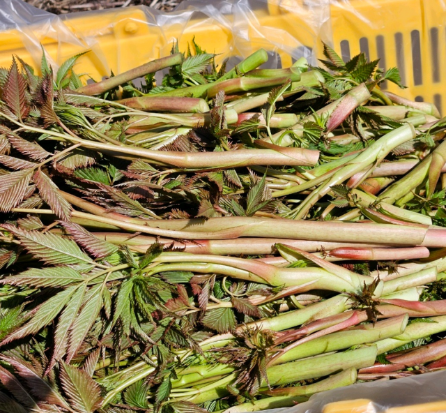 강원더몰,강원도 홍천 유기농 눈개승마 삼나물 나물 1kg