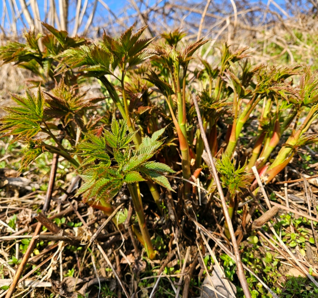 강원더몰,강원도 홍천 유기농 눈개승마 삼나물 나물 1kg