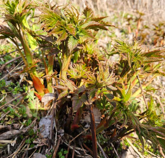 강원더몰,강원도 홍천 유기농 눈개승마 삼나물 나물 1kg