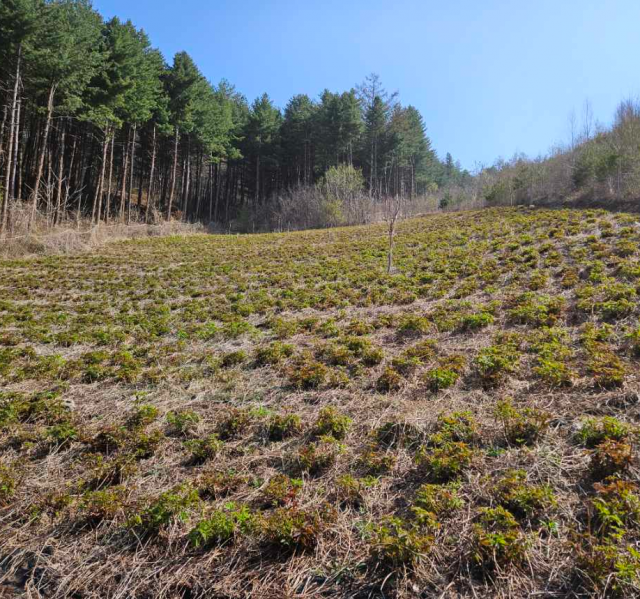 강원더몰,강원도 홍천 유기농 눈개승마 삼나물 나물 1kg