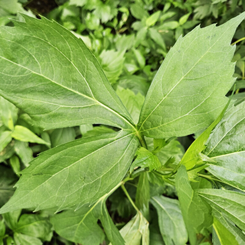 삼둔 영농조합법인,강원도 홍천잔대순 장아찌 1kg