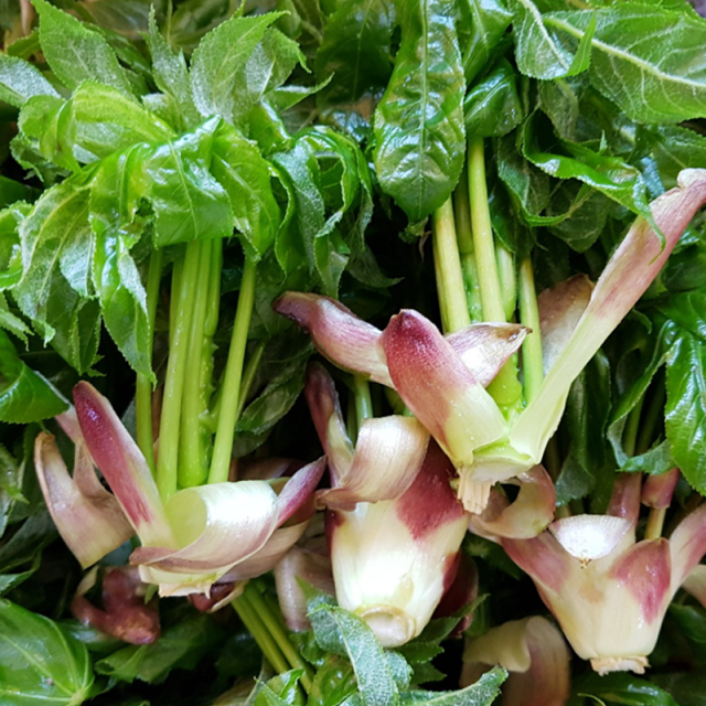 강원도 홍천 엄나무순장아찌 장아찌 1kg